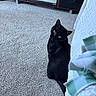 black_cat, cat, feline, green_eyes, sitting, head_tilt, indoors, living_room, bedroom, carpet, bed, blanket, television, furniture, pet, animal, portrait, looking_at_camera, cozy, domestic