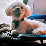 Power joined the competition — help win amazing prizes! dog, white_dog, fluffy, indoor, chair, cushion, window, natural_light, pet, relaxed, collar, furniture, floor, tile_floor, domestic_animal, companion_animal, animal, resting, cute, small_dog