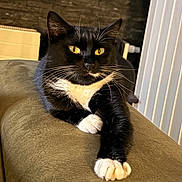 Oreo participe au concours pour gagner de l'argent avec cette photo : cat, tuxedo_cat, black_and_white, pet, animal, feline, whiskers, yellow_eyes, paw, stretching, indoor, couch, relaxed, fur, domestic_cat, close_up, resting, cozy, soft_surface, portrait
