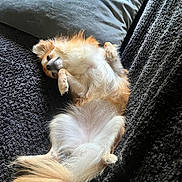 Aria participe au concours pour gagner de l'argent avec cette photo : dog, small_dog, fluffy, lying_down, relaxed, pillow, blanket, fur, pet, cute, sleeping, indoors, cozy, resting, tail, paw, animal, companion, home, soft