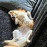 dog, small_dog, fluffy, lying_down, relaxed, pillow, blanket, fur, pet, cute, sleeping, indoors, cozy, resting, tail, paw, animal, companion, home, soft