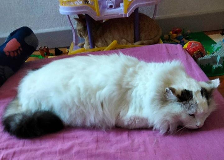 Rainbow participe au concours pour gagner de l'argent avec cette photo : balinese, carnivore, cat, comfort, fawn, felidae, foot, fur, paw, siamese, small_to_medium_sized_cats, tail, terrestrial_animal, whiskers