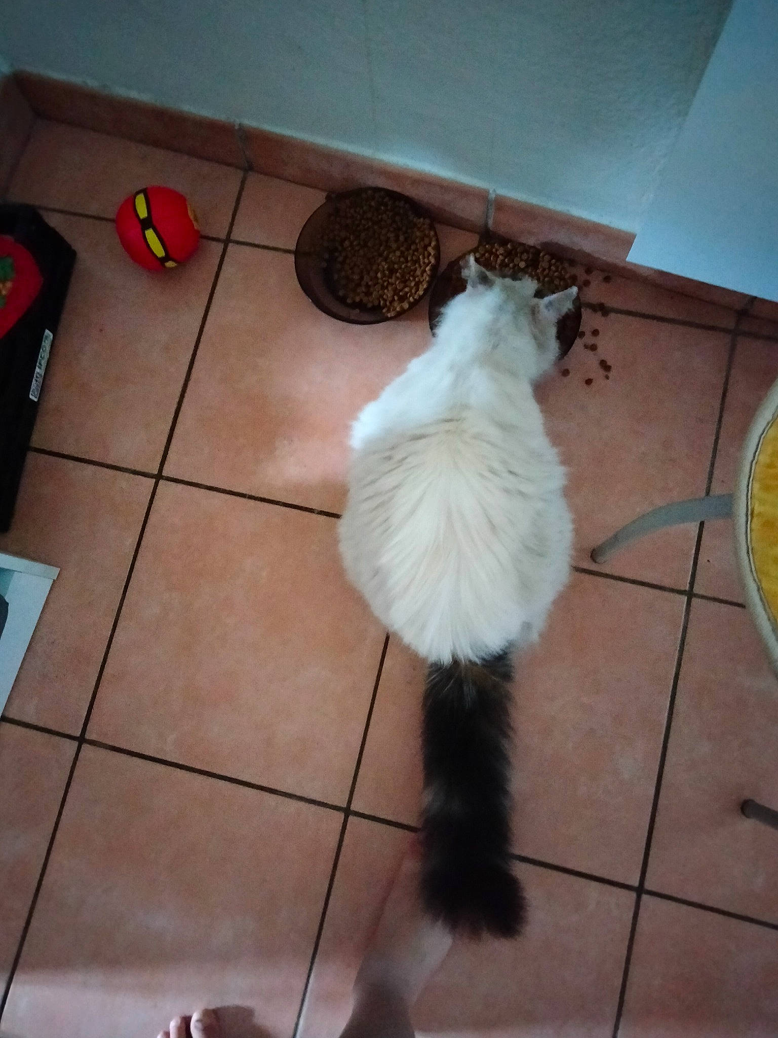 Rainbow a rejoint le concours — aidez-le/la à gagner de superbes lots ! broom, carnivore, cat, companion_dog, dog_breed, fashion_accessory, fawn, feather, felidae, floor, flooring, fur, hardwood, household_cleaning_supply, laminate_flooring, small_to_medium_sized_cats, tail, whiskers, wood, wood_flooring