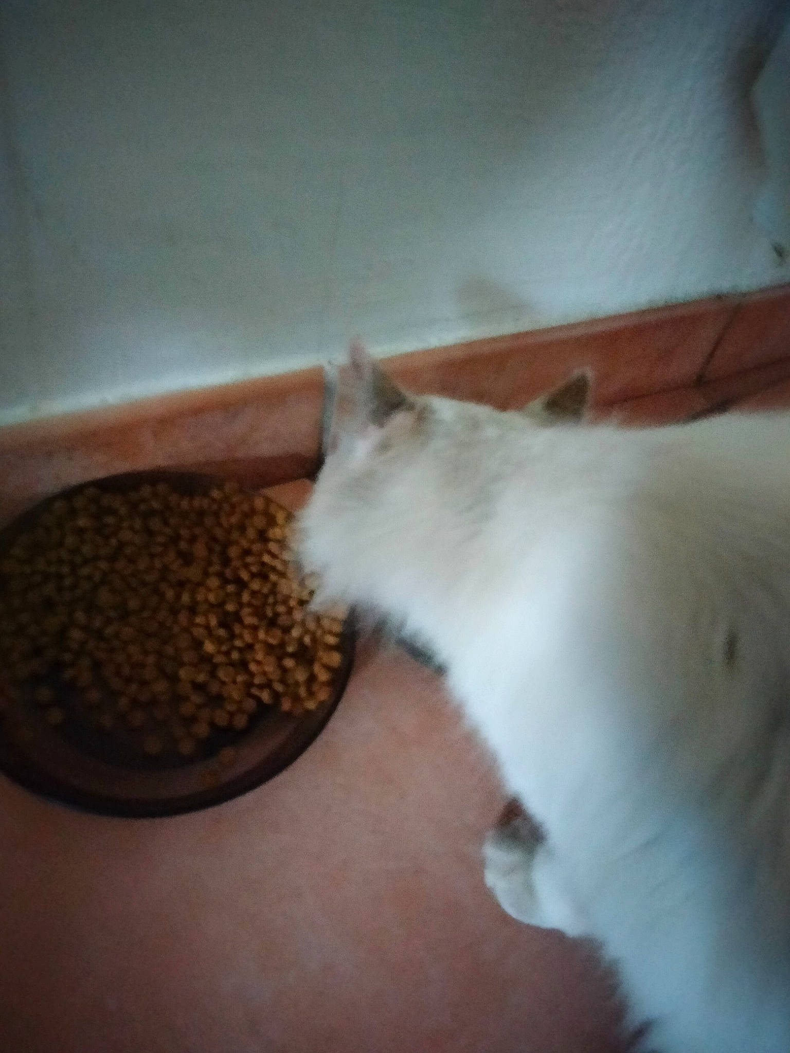 Rainbow a rejoint le concours — aidez-le/la à gagner de superbes lots ! animal_feed, carnivore, cat, cat_supply, comfort, domestic_short_haired_cat, fawn, felidae, food, fruit, fur, hedgehog, ingredient, paw, pet_food, pet_supply, small_to_medium_sized_cats, snout, tail, whiskers