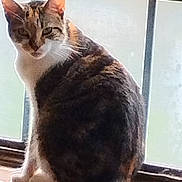Amber is registered to the contest to win money with this photo: animal, cat, closeup, domestic_cat, ears, feline, fur, house, indoor, looking_back, mammal, pet, quiet, resting, sitting, tabby_cat, tail, whiskers, window, windowsill