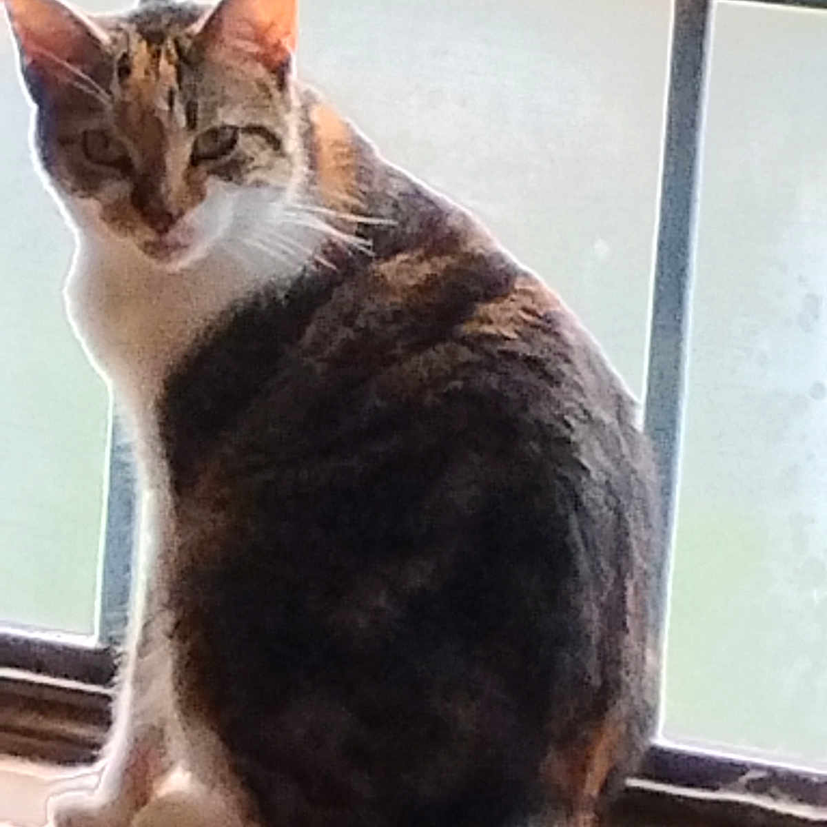 Amber is registered to the contest to win money with this photo: animal, cat, closeup, domestic_cat, ears, feline, fur, house, indoor, looking_back, mammal, pet, quiet, resting, sitting, tabby_cat, tail, whiskers, window, windowsill