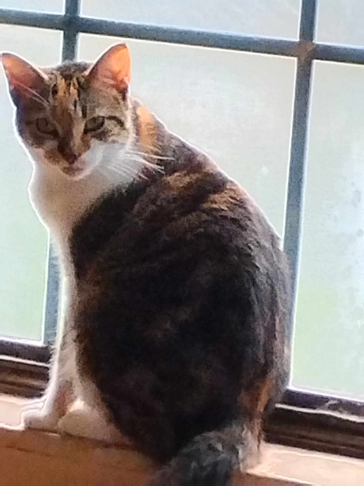 Amber is registered to the contest to win money with this photo: animal, cat, closeup, domestic_cat, ears, feline, fur, house, indoor, looking_back, mammal, pet, quiet, resting, sitting, tabby_cat, tail, whiskers, window, windowsill