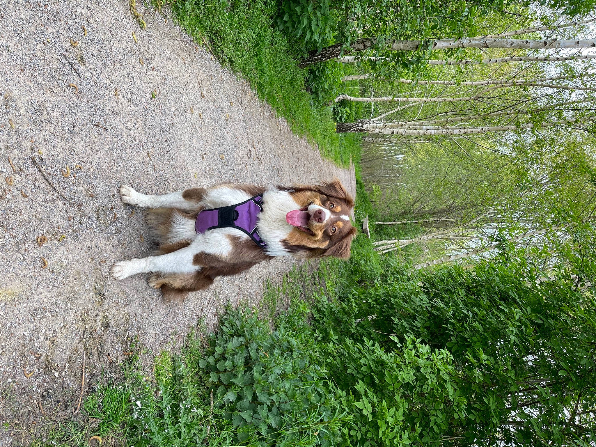 Romance participe au concours pour gagner de l'argent avec cette photo : adventure, canidae, carnivore, companion_dog, dog, dog_breed, fashion_accessory, fawn, grass, landscape, leash, leisure, people_in_nature, plant, recreation, sporting_group, tail, tree, vertebrate, working_animal