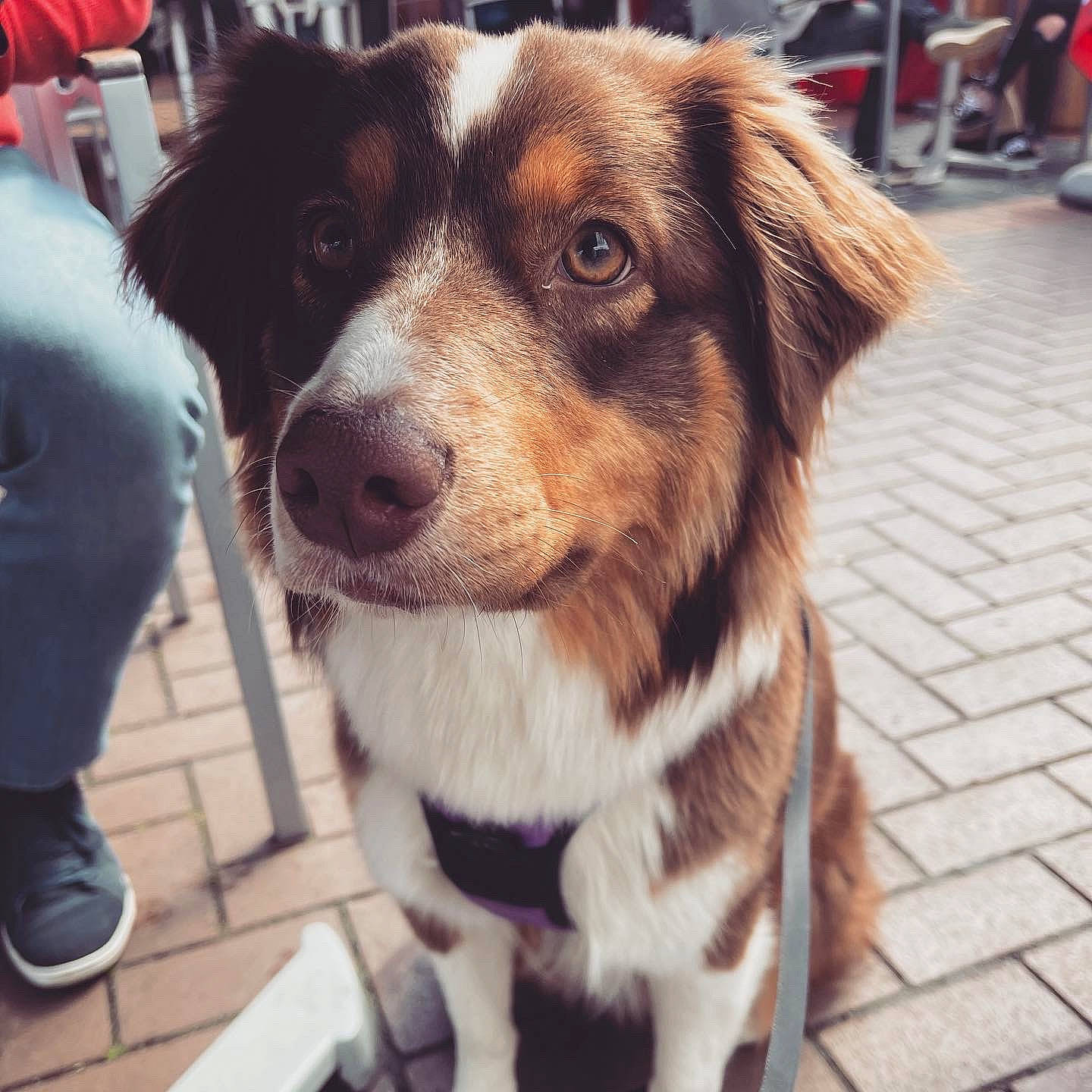 Romance a rejoint le concours — aidez-le/la à gagner de superbes lots ! ancient_dog_breeds, canidae, carnivore, collar, companion_dog, dog, dog_breed, eyewear, fur, leash, metal, puppy, snout, sporting_group, street, street_fashion, whiskers, working_dog