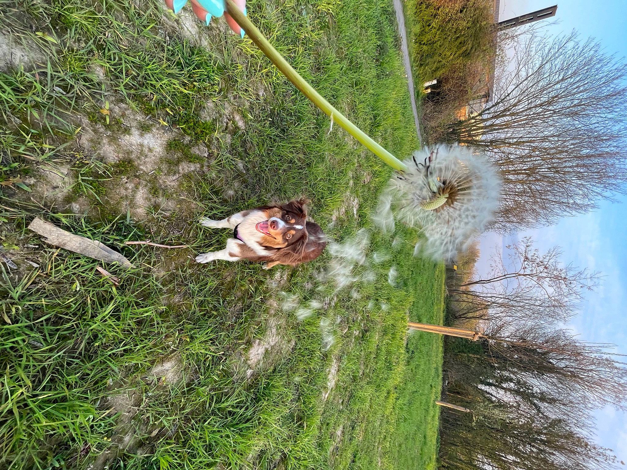 Romance participe au concours pour gagner de l'argent avec cette photo : biome, branch, cloud, conifer, flower, flowering_plant, grass, grass_family, herbaceous_plant, landscape, plant, plant_stem, sky, terrestrial_plant, tire, tree, trunk, twig, vascular_plant, vegetation