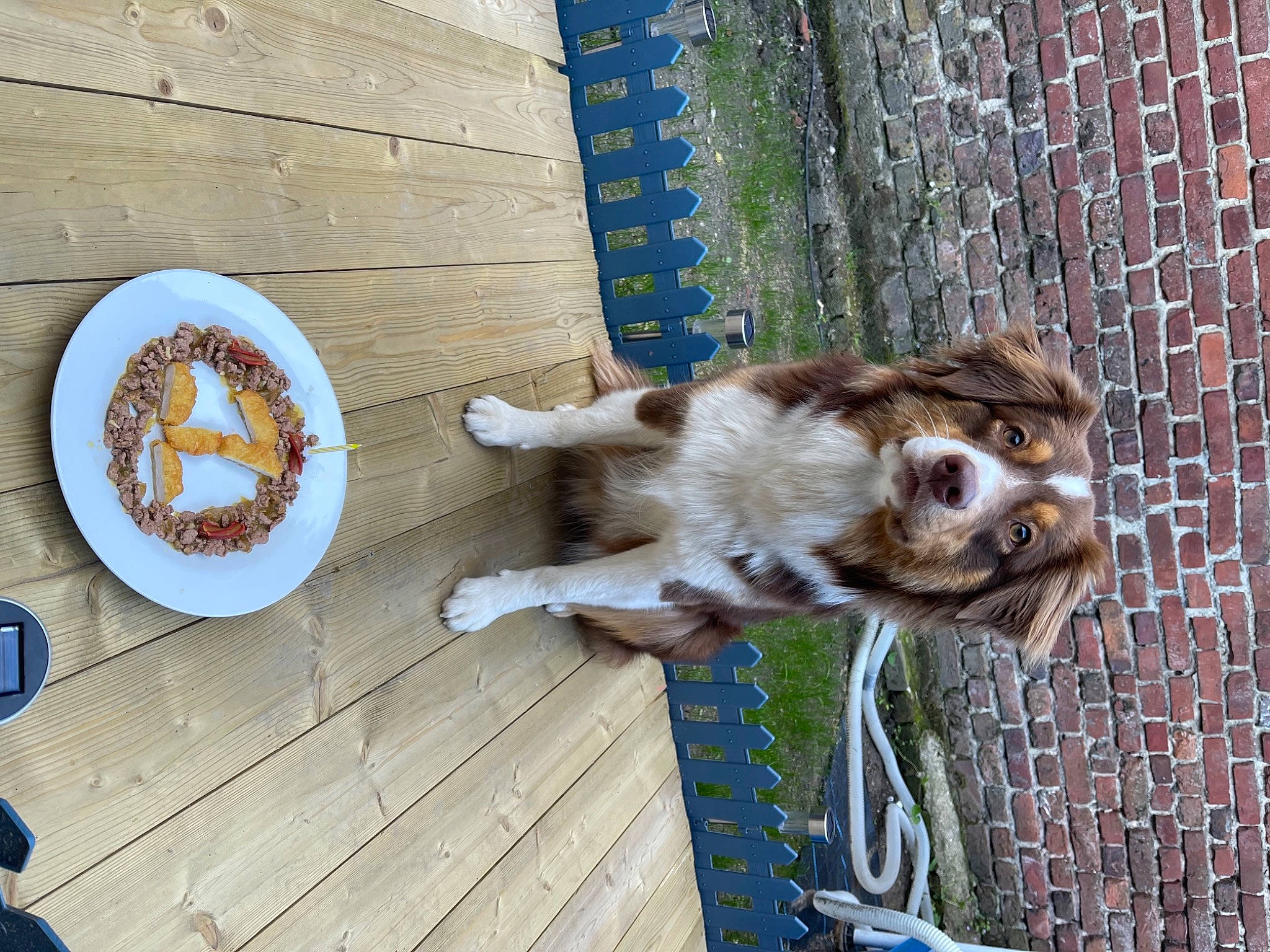 Romance a rejoint le concours — aidez-le/la à gagner de superbes lots ! animal_shelter, blue, carnivore, companion_dog, dog, dog_breed, dog_crate, dog_supply, fawn, fence, fur, hardwood, lifebuoy, mesh, pet_supply, snout, sporting_group, whiskers, wood, working_animal