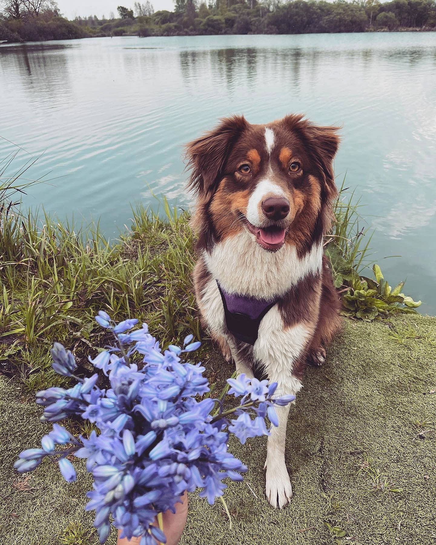 Romance participe au concours pour gagner de l'argent avec cette photo : art, carnivore, companion_dog, dog, dog_breed, flower, grass, groundcover, happy, herding_dog, lake, liver, natural_landscape, petal, plant, sky, snout, tree, water, working_animal