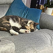 Luna joined the competition — help win amazing prizes! cat, sleeping, couch, gray, blue_pillow, indoor, pet, feline, cozy, resting, fur, whiskers, paw, home_interior, plant, window, soft_texture, comfortable, relaxed, domestic