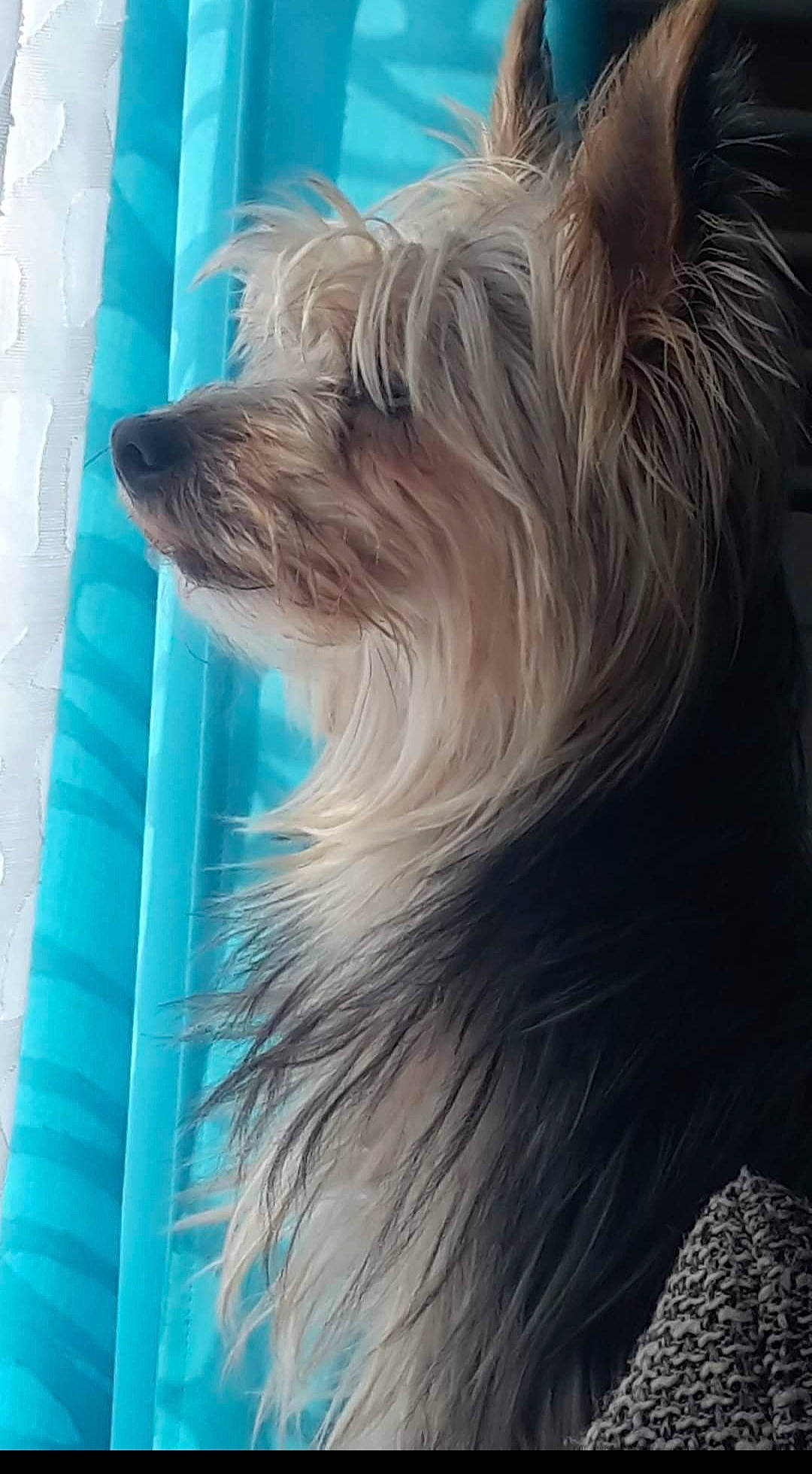 Guess participe au concours pour gagner de l'argent avec cette photo : biewer_terrier, canidae, carnivore, companion_dog, dog, dog_breed, electric_blue, fur, liver, non_sporting_group, small_terrier, snout, sporting_group, terrier, toy_dog, water_dog, whiskers