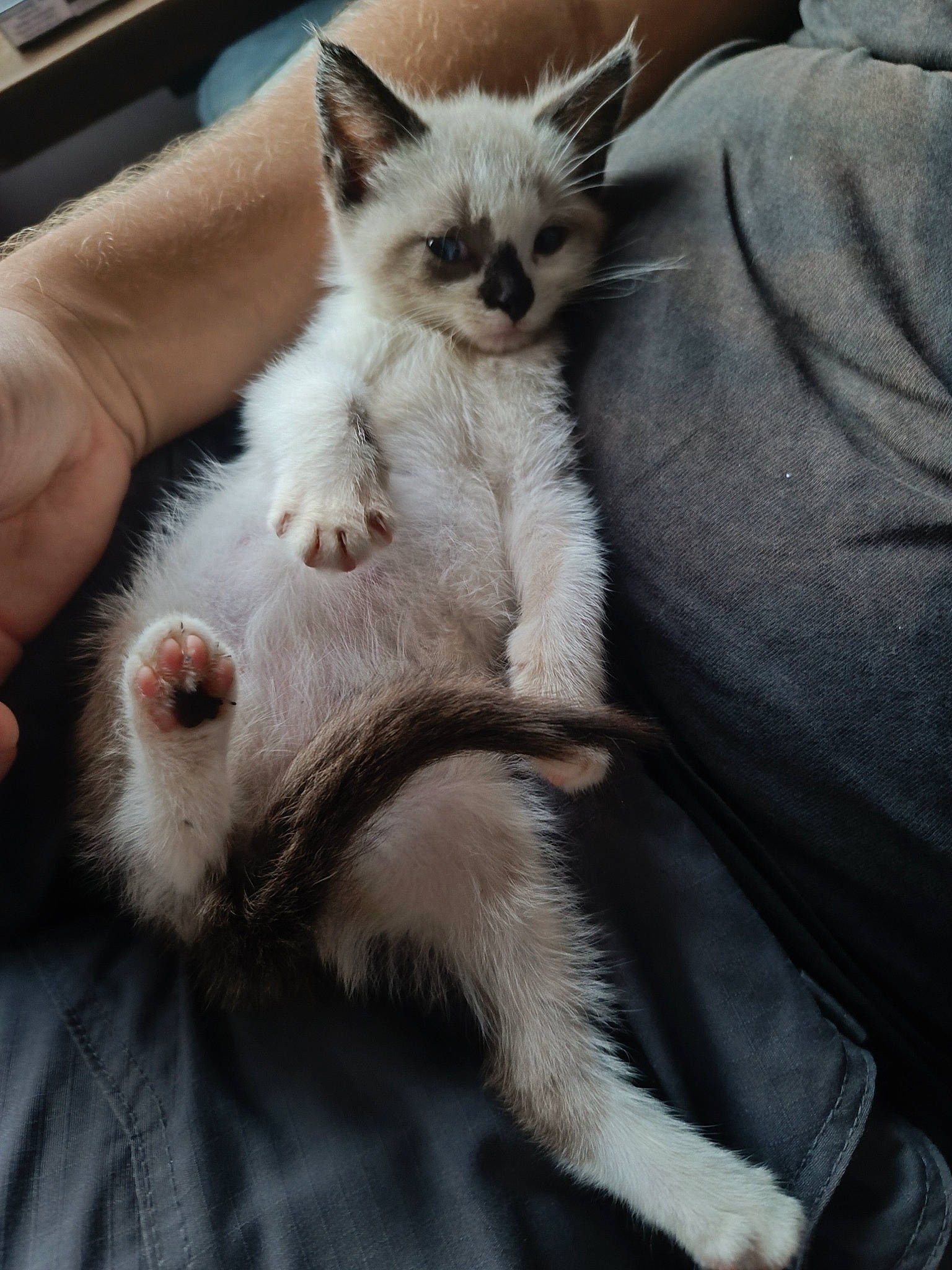 Coffee a rejoint le concours — aidez-le/la à gagner de superbes lots ! balinese, birman, carnivore, cat, claw, comfort, domestic_short_haired_cat, fawn, felidae, fur, grey, head, nail, paw, siamese, small_to_medium_sized_cats, tail, thai, tonkinese, whiskers