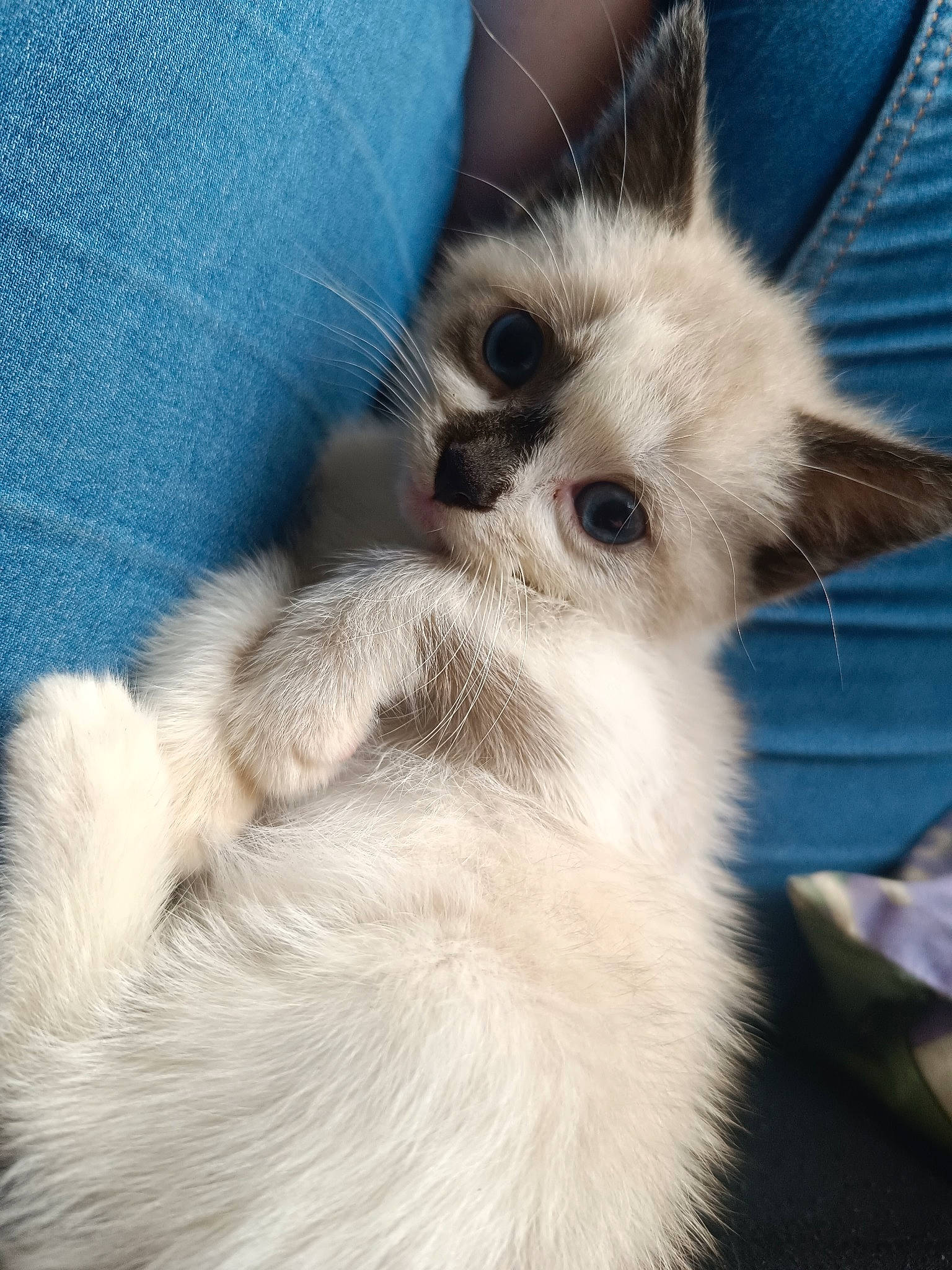 Coffee participe au concours pour gagner de l'argent avec cette photo : balinese, carnivore, cat, claw, comfort, electric_blue, fawn, felidae, fur, nap, paw, ragdoll, small_to_medium_sized_cats, snout, tail, terrestrial_animal, thai, whiskers