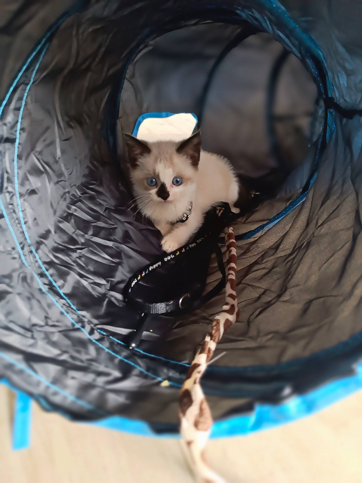 Coffee participe au concours pour gagner de l'argent avec cette photo : basket, carnivore, cat, electric_blue, eyewear, fashion_accessory, fawn, felidae, fur, grass, jewellery, ornament, small_to_medium_sized_cats, snout, sunglasses, tail, toy, twig, whiskers, wire