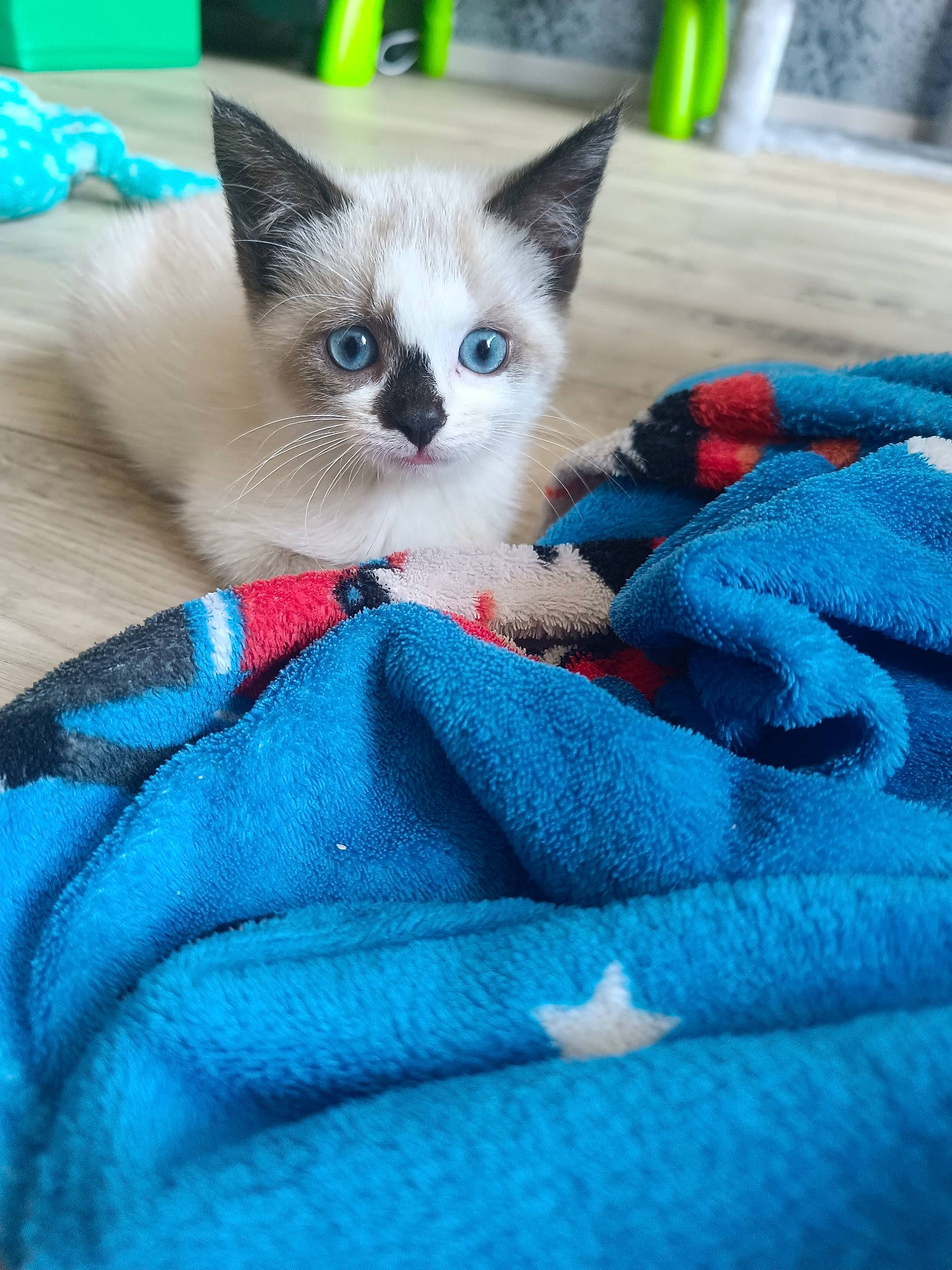 Coffee a rejoint le concours — aidez-le/la à gagner de superbes lots ! balinese, blue, carnivore, cat, cat_supply, comfort, domestic_short_haired_cat, electric_blue, fawn, felidae, fur, green, pet_supply, siamese, sitting, small_to_medium_sized_cats, snout, tail, thai, whiskers