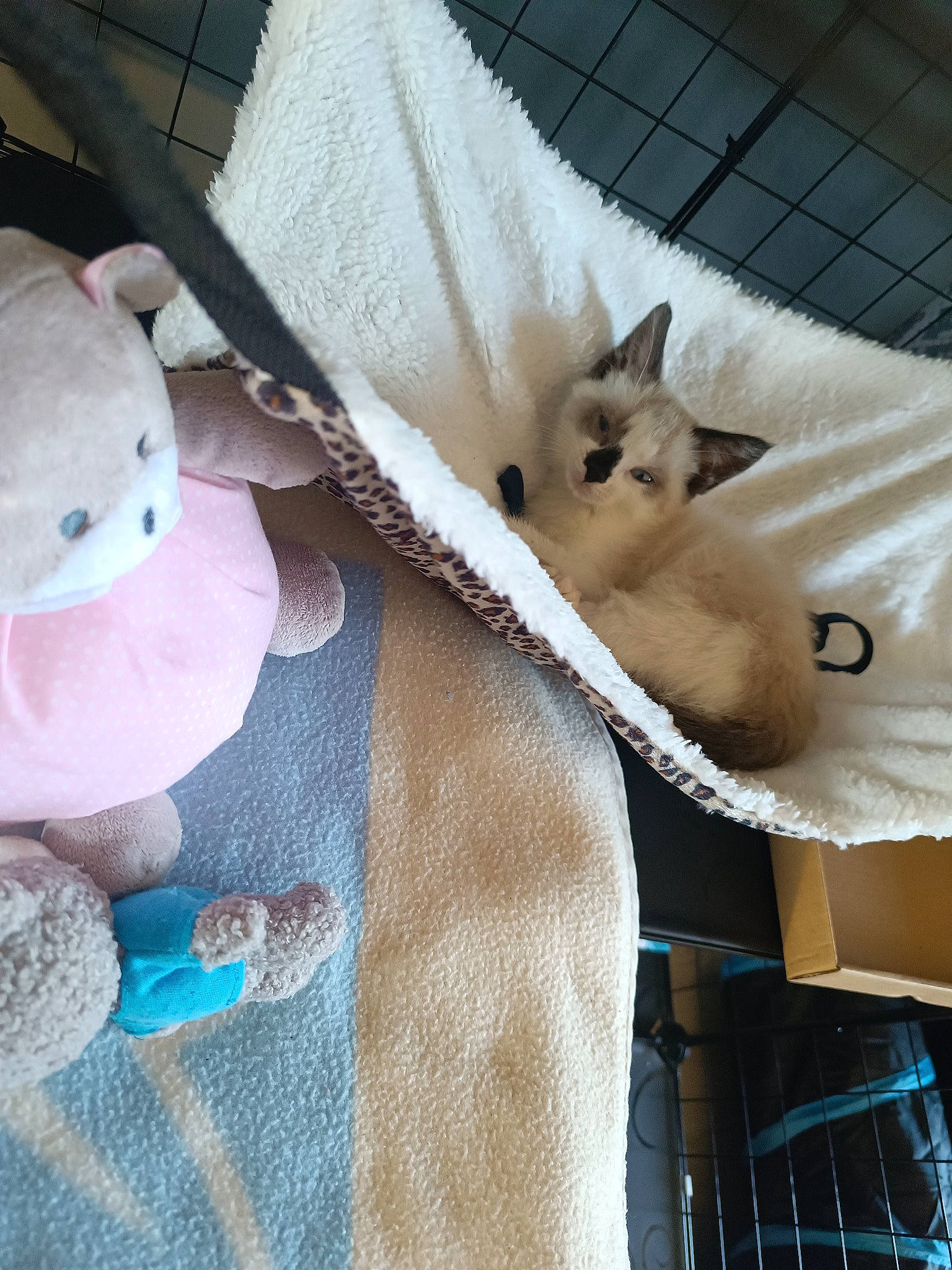 Coffee a rejoint le concours — aidez-le/la à gagner de superbes lots ! bag, balinese, carnivore, cat, cat_supply, comfort, domestic_short_haired_cat, fawn, felidae, fur, linens, mammal, small_to_medium_sized_cats, stuffed_toy, tail, textile, toy, vertebrate, whiskers, white