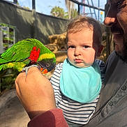 Noah is registered to the contest to win money with this photo: baby, adult, parrot, bird, hand, face, expression, outdoor, aviary, natural_light, striped_clothing, bib, green_feathers, red_feathers, orange_beak, holding, curious, shadow, person, closeup