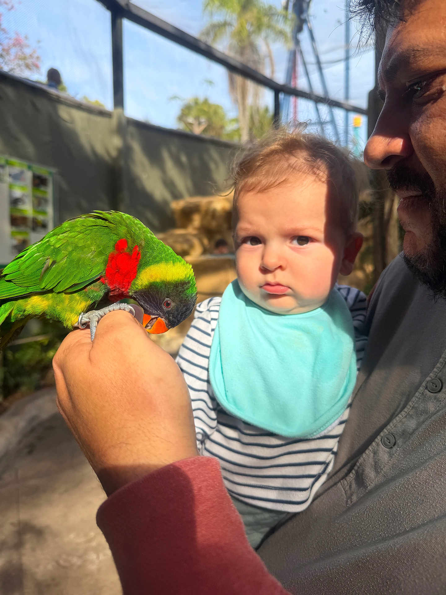 Noah is registered to the contest to win money with this photo: baby, adult, parrot, bird, hand, face, expression, outdoor, aviary, natural_light, striped_clothing, bib, green_feathers, red_feathers, orange_beak, holding, curious, shadow, person, closeup