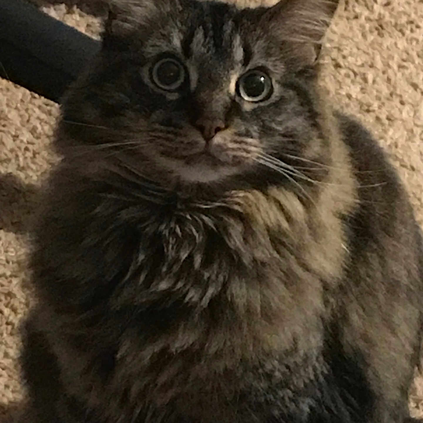 Ozzy joined the competition — help win amazing prizes! animal, carpet, cat, closeup, curious, cute, domestic_cat, ears, feline, fluffy, fur, indoor, mammal, pet, portrait, shadow, sitting, tabby, whiskers, wide_eyes