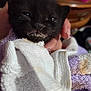 kitten, black_cat, animal, pet, towel, hand, closeup, young, cute, sleepy, indoor, fur, face, mouth, feeding, cozy, small, domestic_animal, feline, baby