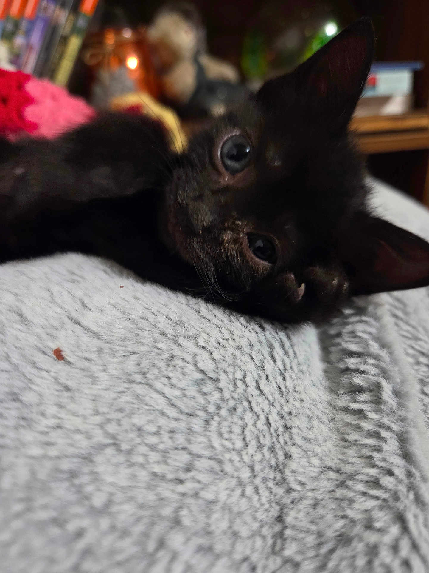 Ember is registered to the contest to win money with this photo: kitten, black_cat, pet, animal, close_up, blanket, furry, cute, indoor, soft_texture, eyes, ears, resting, cozy, furniture, books, blurred_background, domestic, young, playful