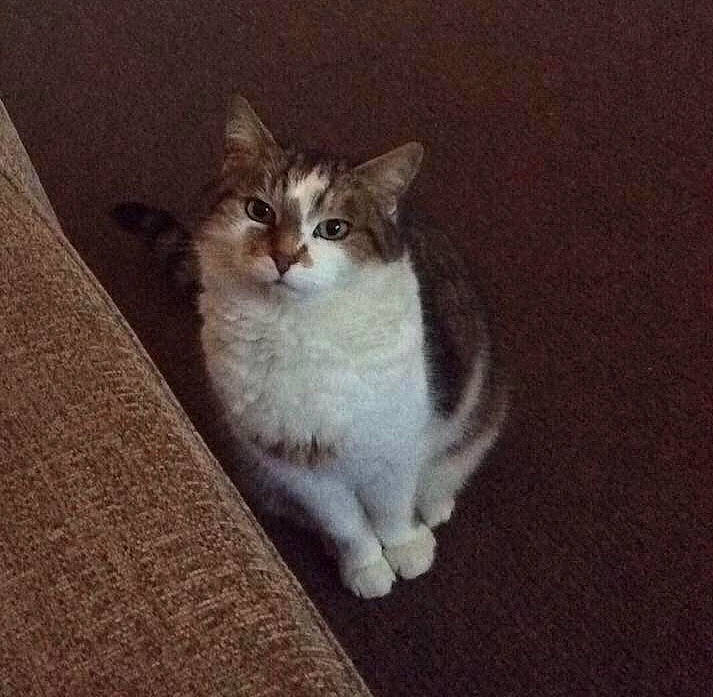 Cutie is registered to the contest to win money with this photo: carnivore, cat, comfort, domestic_short_haired_cat, eye, fawn, felidae, flooring, foot, fur, hardwood, leg, paw, sitting, small_to_medium_sized_cats, snout, tail, whiskers, window, wood