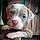 Duchess
