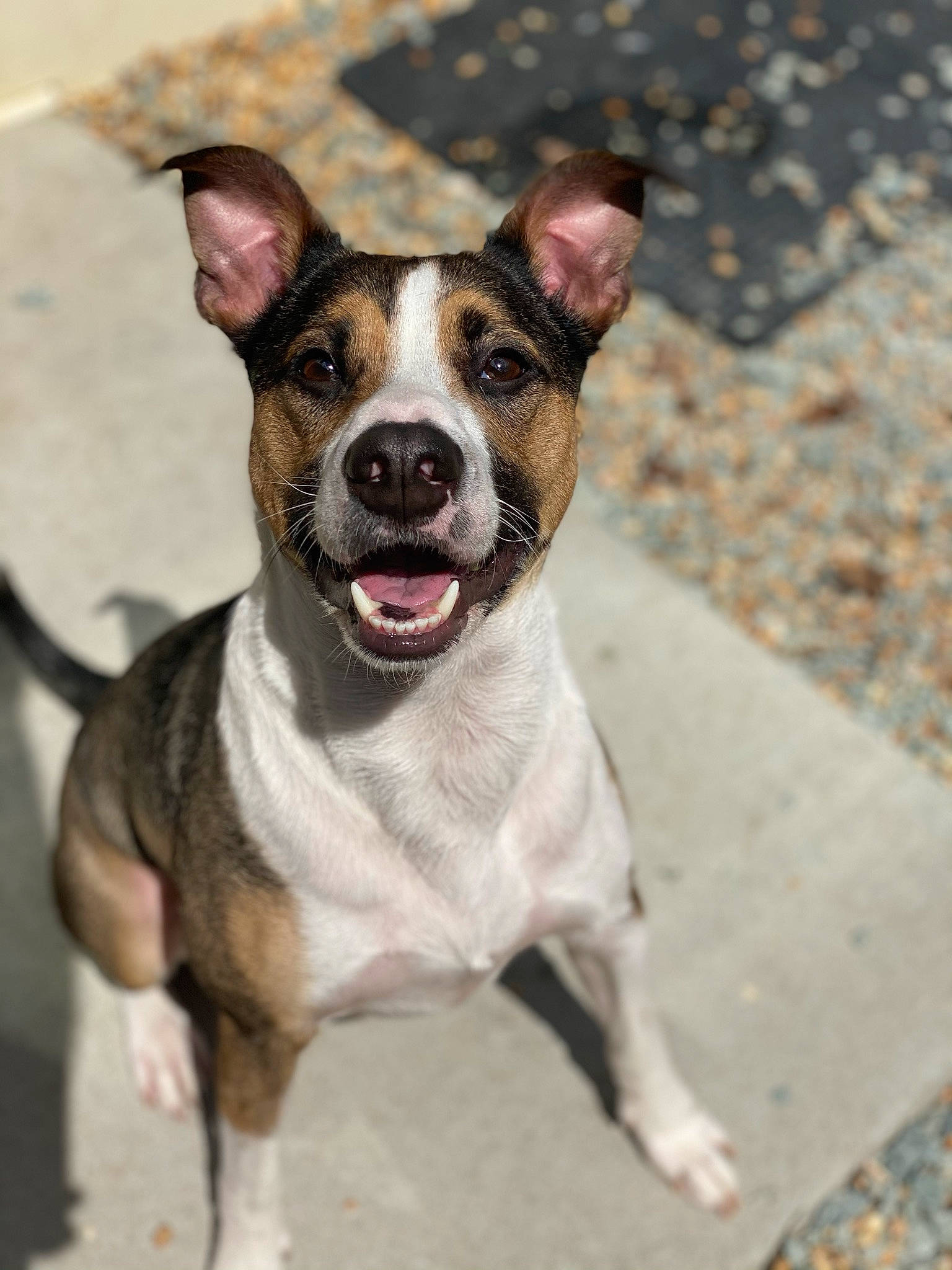 Chico is registered to the contest to win money with this photo: ancient_dog_breeds, canidae, carnivore, collar, companion_dog, dog, dog_breed, dog_collar, fashion_accessory, fawn, leash, non_sporting_group, paw, snout, sporting_group, terrestrial_animal, terrier, whiskers, working_animal, working_dog