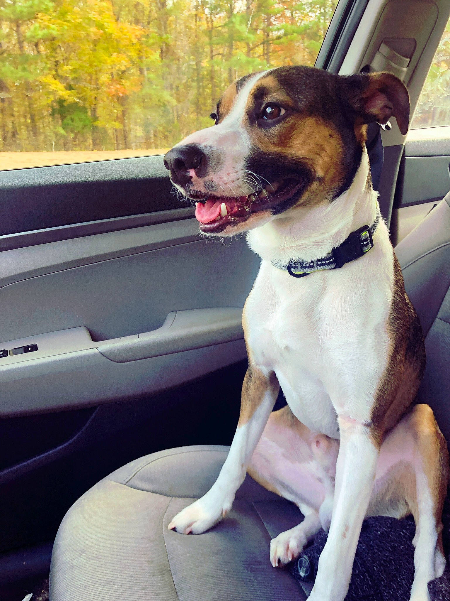 Chico joined the competition — help win amazing prizes! automotive_exterior, automotive_lighting, automotive_mirror, car, carnivore, collar, companion_dog, dog, dog_breed, dog_collar, door, fawn, pet_supply, plant, snout, vehicle, vehicle_door, white, window, working_animal