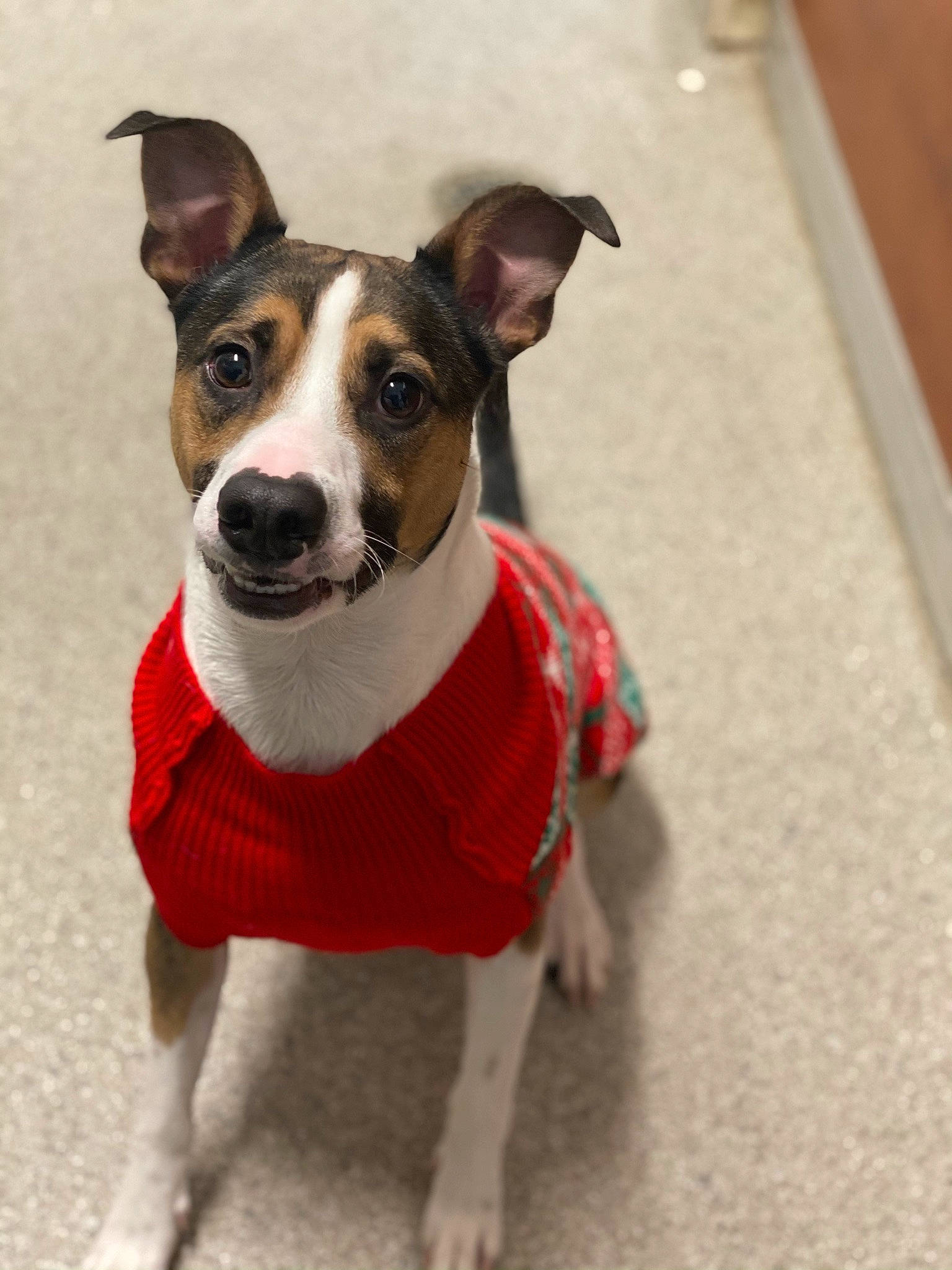 Chico is registered to the contest to win money with this photo: canidae, carnivore, collar, companion_dog, costume_hat, dog, dog_breed, dog_clothes, dog_collar, dog_supply, fashion_accessory, fawn, fur, leash, pet_supply, snout, sporting_group, terrier, whiskers, working_animal