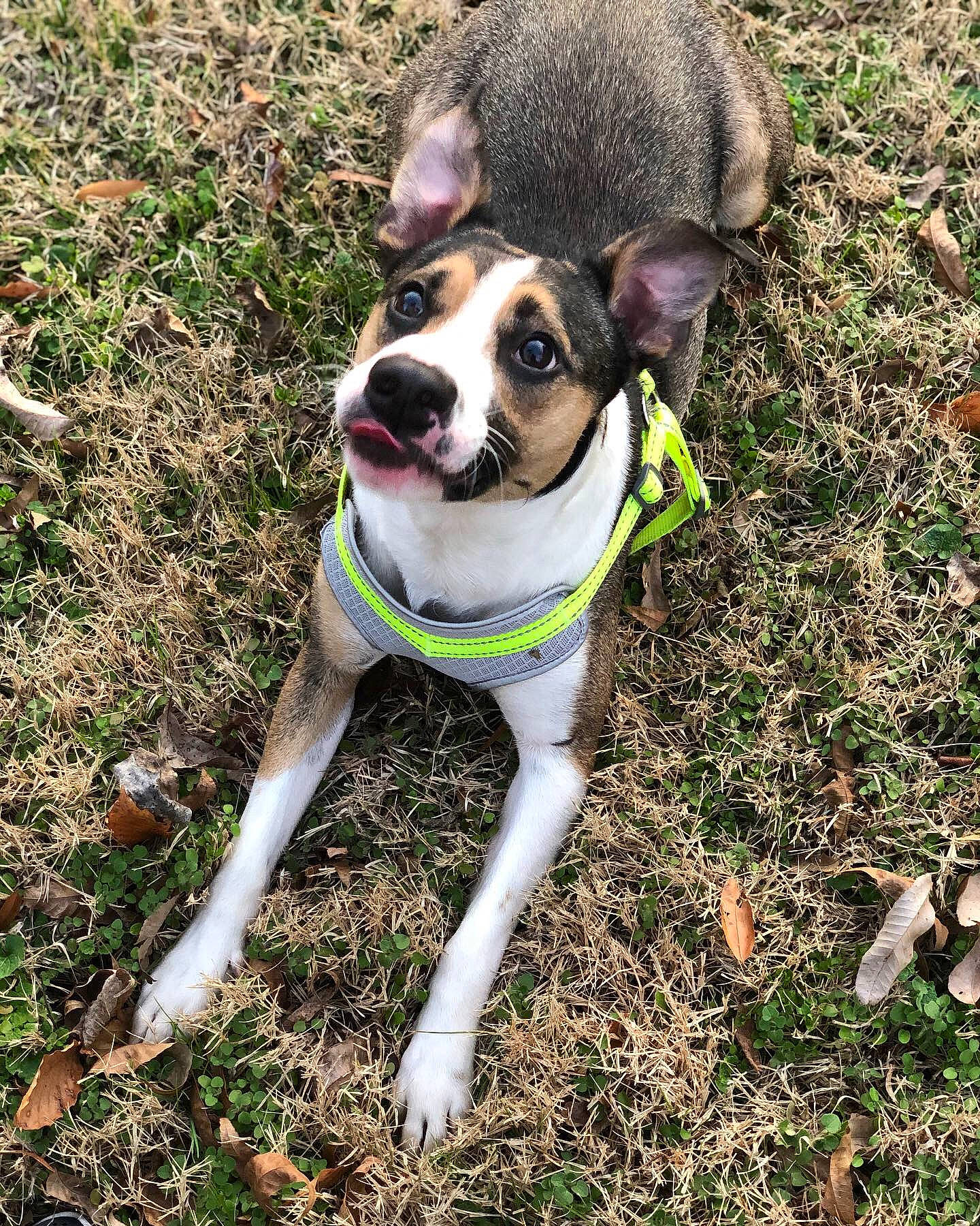 Chico joined the competition — help win amazing prizes! adventure, canidae, carnivore, collar, companion_dog, dog, dog_breed, dog_collar, dog_supply, fashion_accessory, fawn, grass, leash, pet_supply, plant, snout, sporting_group, sunglasses, whiskers, working_animal