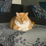 Milo joined the competition — help win amazing prizes! cat, orange_cat, white_cat, pet, indoor, furniture, couch, pillow, ottoman, living_room, relaxed, animal, mammal, cute, domestic_cat, fluffy, resting, tabby, comfort, home
