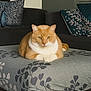 cat, orange_cat, white_cat, pet, indoor, furniture, couch, pillow, ottoman, living_room, relaxed, animal, mammal, cute, domestic_cat, fluffy, resting, tabby, comfort, home