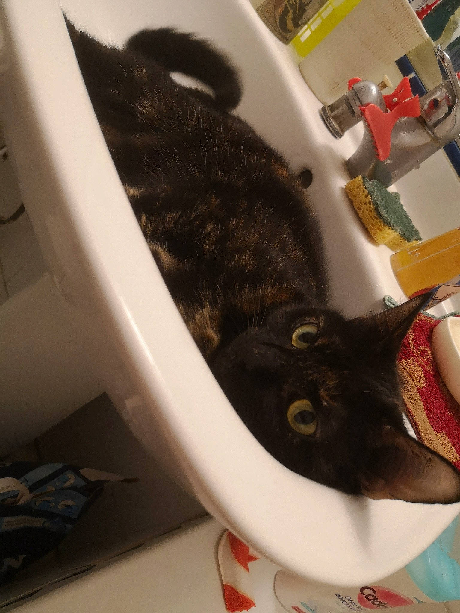 Dahlia participe au concours pour gagner de l'argent avec cette photo : bathroom, bathroom_accessory, bathroom_sink, black_cat, bombay, carnivore, cat, ceramic, domestic_short_haired_cat, felidae, fluid, fur, pet_supply, plumbing, plumbing_fixture, sink, small_to_medium_sized_cats, tap, vertebrate, whiskers