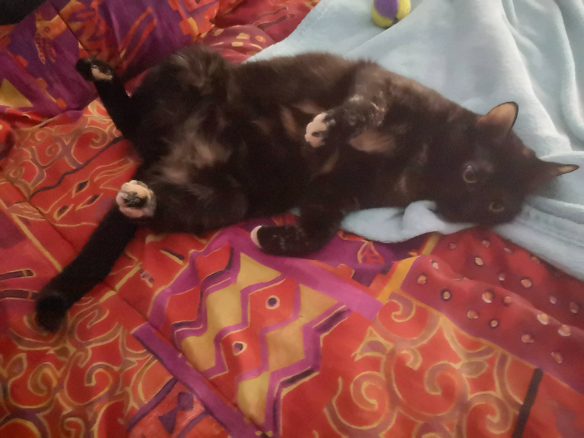 Dahlia a rejoint le concours — aidez-le/la à gagner de superbes lots ! black_cat, bombay, carnivore, cat, comfort, felidae, fur, linens, small_to_medium_sized_cats, tail, vertebrate, whiskers