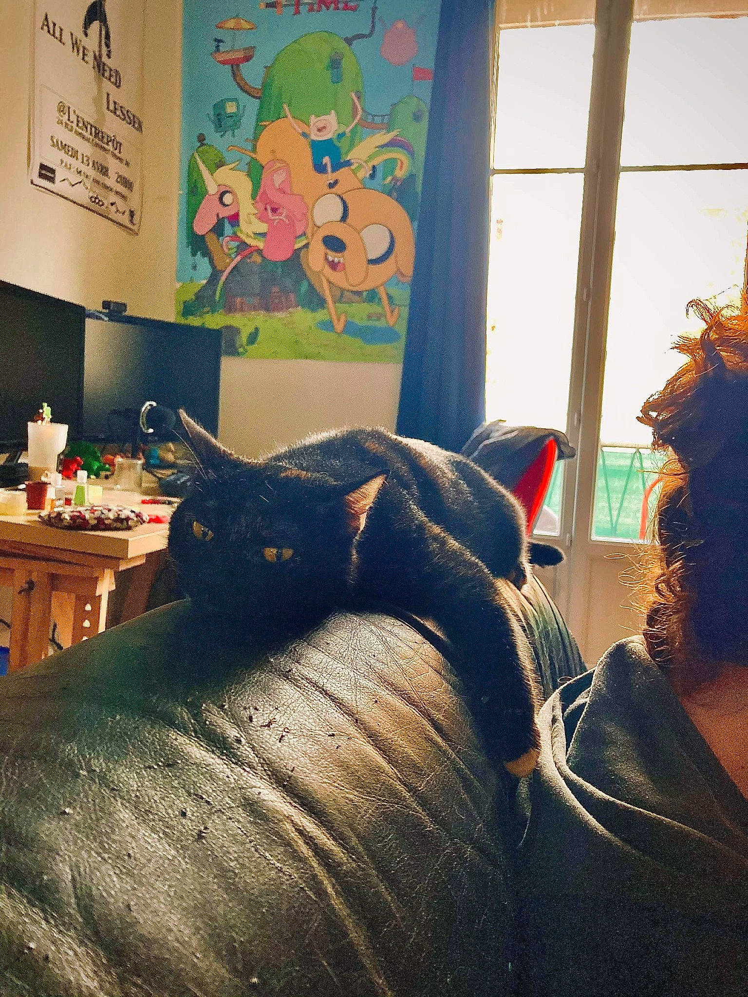 Dahlia participe au concours pour gagner de l'argent avec cette photo : arthropod, black_cat, bombay, carnivore, cat, creative_arts, felidae, fictional_character, fur, insect, mythical_creature, organism, pollinator, red_hair, small_to_medium_sized_cats, snout, terrestrial_animal, vertebrate, whiskers