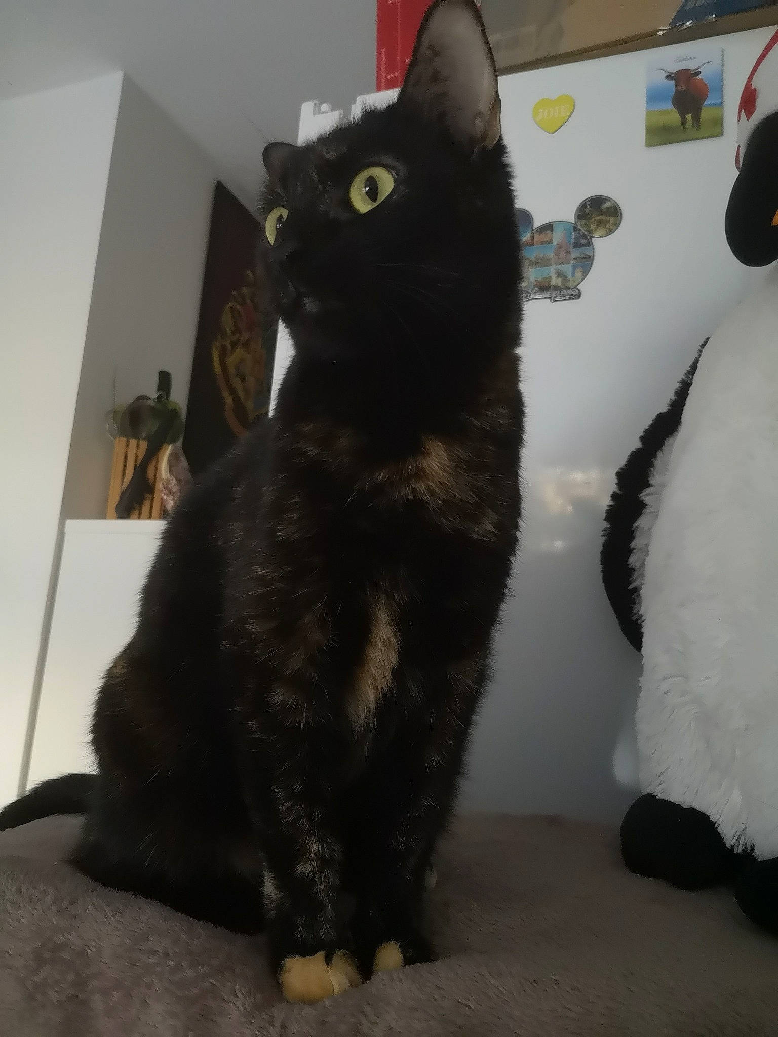 Dahlia a rejoint le concours — aidez-le/la à gagner de superbes lots ! black_cat, bombay, carnivore, cat, domestic_short_haired_cat, felidae, floor, flooring, foot, fur, small_to_medium_sized_cats, snapshot, snout, stuffed_toy, tail, terrestrial_animal, vertebrate, whiskers