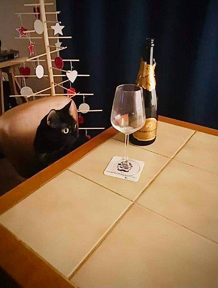 Dahlia a rejoint le concours — aidez-le/la à gagner de superbes lots ! barware, black_cat, bottle, carnivore, cat, champagne, champagne_stemware, distilled_beverage, drink, drinkware, felidae, glass, glass_bottle, small_to_medium_sized_cats, stemware, transparent_material, white_wine, wine, wine_bottle, wine_glass