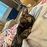 cat, sleeping, kitten, pet, animal, furry, brown, black, pink_collar, curled_up, blanket, bed, cozy, indoors, bedroom, nap, relaxed, fluffy, cardboard_box, home