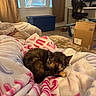 cat, tortoiseshell_cat, sleeping, curled_up, pet, feline, blanket, fleece, bedroom, bed, cozy, indoors, home, desk, office_chair, computer_monitor, storage_bin, cardboard_box, window, relaxed