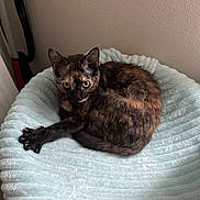 Brookie Isabella is registered to the contest to win money with this photo: cat, kitten, tortoiseshell, pet, animal, feline, fur, whiskers, ears, eyes, paws, lying_down, curled_up, bed, blanket, cushion, indoors, cozy, portrait, home