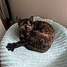 cat, kitten, tortoiseshell, pet, animal, feline, fur, whiskers, ears, eyes, paws, lying_down, curled_up, bed, blanket, cushion, indoors, cozy, portrait, home