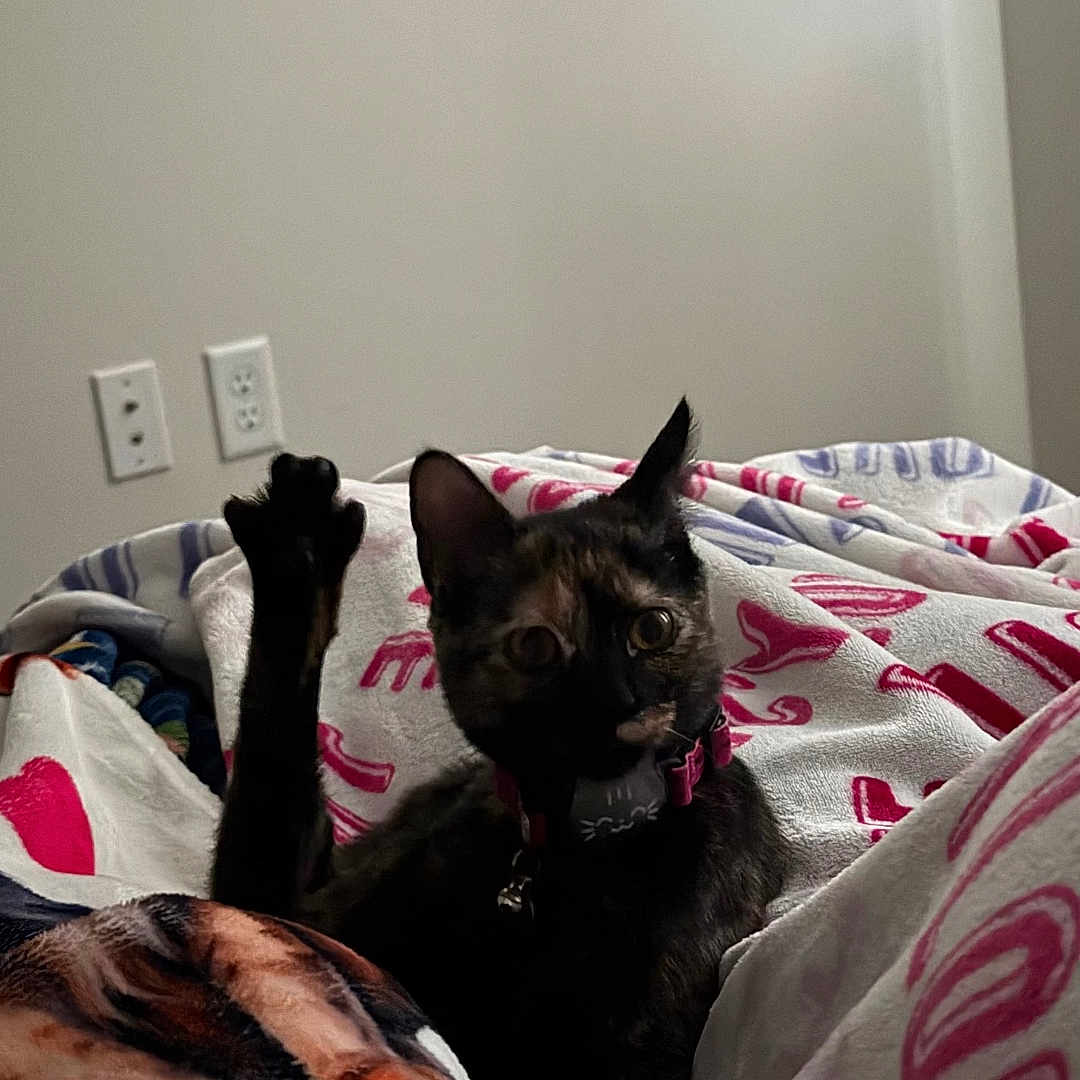 Brookie Isabella