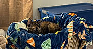 Brookie Isabella joined the competition — help win amazing prizes! cat, kitten, tortoiseshell, animal, pet, basket, blanket, cozy, indoors, home, sleeping, lying_down, cute, fur, face, eyes, ears, woven, laundry_bin, window