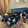 cat, kitten, tortoiseshell, animal, pet, basket, blanket, cozy, indoors, home, sleeping, lying_down, cute, fur, face, eyes, ears, woven, laundry_bin, window