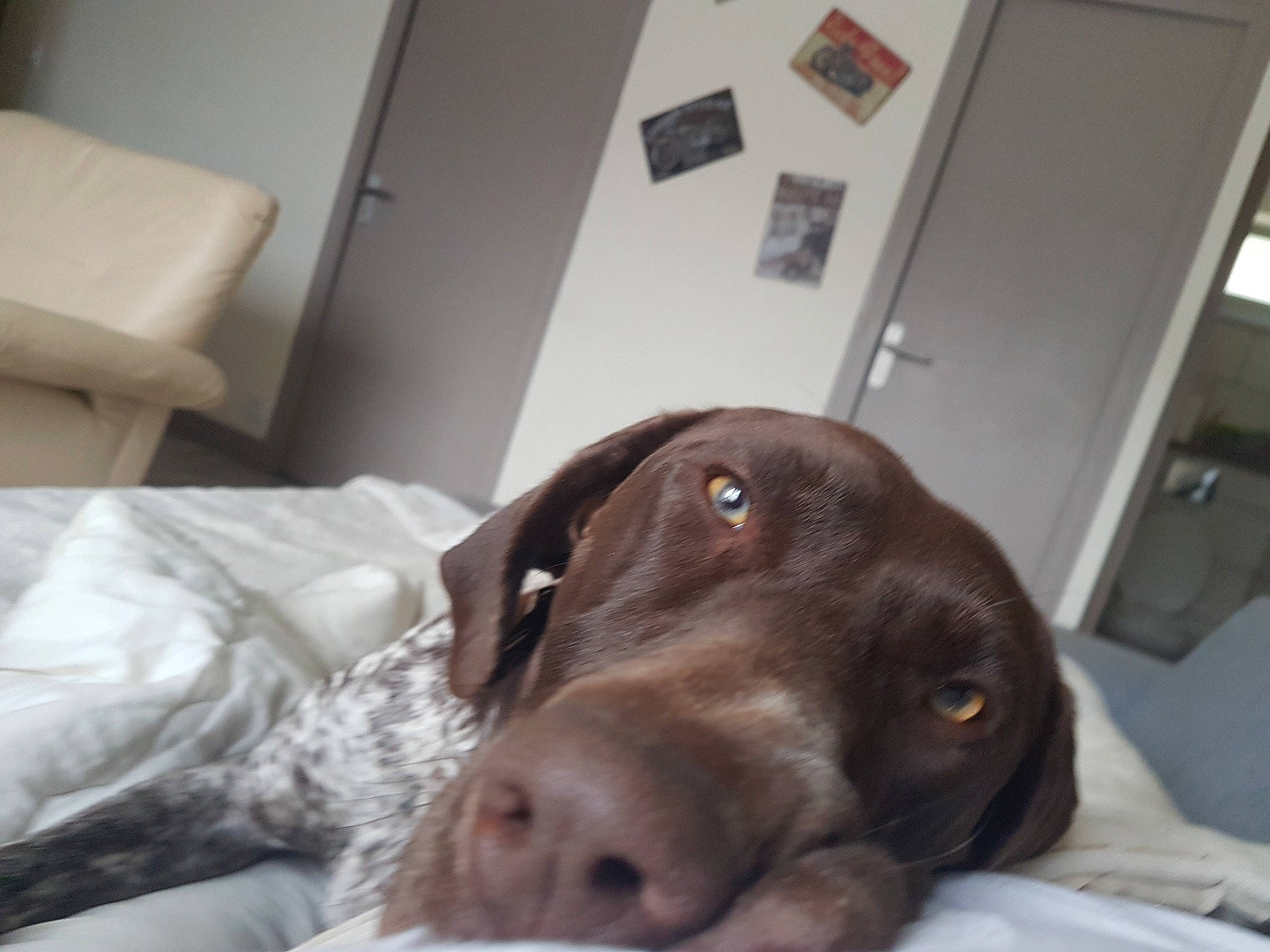 Shanel a rejoint le concours — aidez-le/la à gagner de superbes lots ! borador, carnivore, comfort, companion_dog, couch, dog, dog_breed, ear, fawn, fur, gun_dog, labrador_retriever, liver, pointing_breed, retriever, snout, sporting_group, throw_pillow, whiskers, working_animal