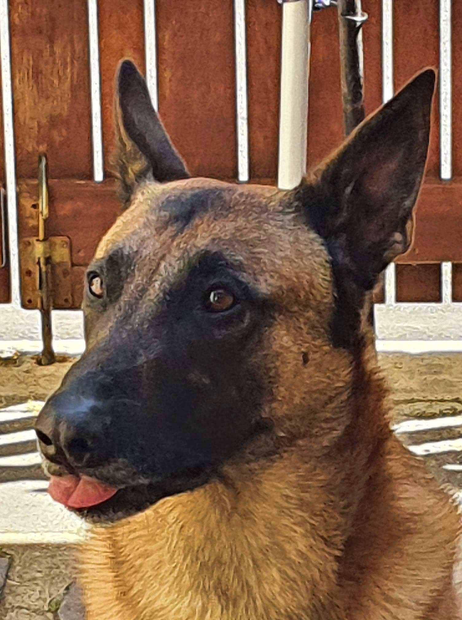 Narko participe au concours pour gagner de l'argent avec cette photo : ancient_dog_breeds, canidae, carnivore, collar, companion_dog, dog, dog_breed, eye, fawn, fur, german_shepherd_dog, herding_dog, king_shepherd, old_german_shepherd_dog, snout, sporting_group, terrestrial_animal, whiskers, working_animal, working_dog